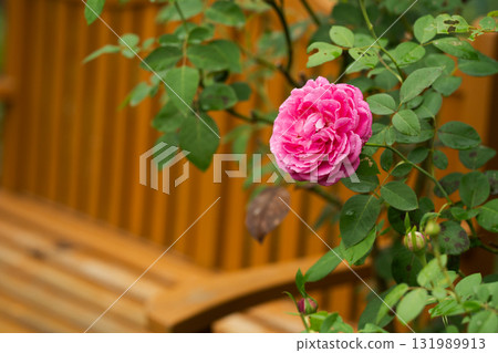 粉紅玫瑰依偎在花園長椅上—寧靜的時刻 131989913