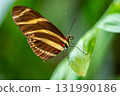 Close-up macro of a zebra longwing butterfly Heliconius charithonia resting on a green leaf. The 131990186