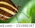 Close-up macro of a zebra longwing butterfly Heliconius charithonia resting on a green leaf. The 131990187