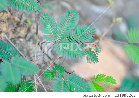 Sensitive plant , Shameplant or Sleeping grass or Mimosa hispidula Kunth or Mimosa pudica L or weed Sensitive plant , Shameplant or Sleeping grass or Mimosa hispidula Kunth or Mimosa pudica L or weed 131990202