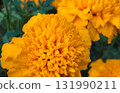 An extreme close-up, macro photograph capturing the dense, velvety texture of a bright yellow or deep orange Marigold flower 131990211