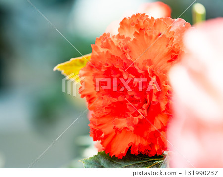 美麗的秋海棠花 131990237