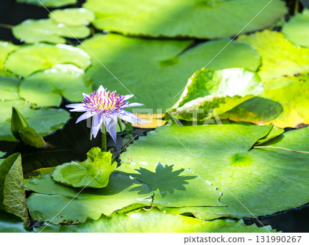 Beautiful, colorful tropical water lilies decorate the waterside 131990267