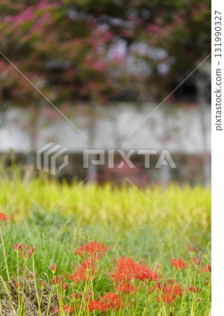 Katsuragi Old Road with blooming red spider lilies Katsuragi Old Road with blooming red spider lilies 131990327