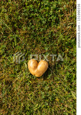 A heart-shaped potato rests on a bed of green grass under bright sunlight. This unusual vegetable captures attention with its distinct form and natural setting 131990356