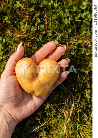 A person holds a unique heart-shaped potato in their hand against a backdrop of green grass in a sunny garden. This unusual shape adds charm and fun to everyday vegetables 131990364
