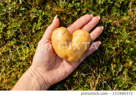 A hand holds a distinctive potato shaped like a heart. The background features lush green grass, emphasizing the potato's charm in a natural setting 131990372