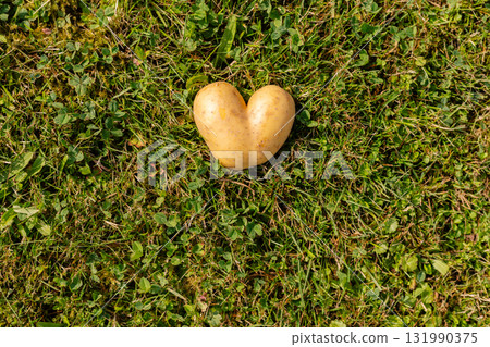 A unique heart-shaped potato sits on vibrant green grass in a sunny garden setting. This natural formation reflects the playful and quirky side of gardening 131990375