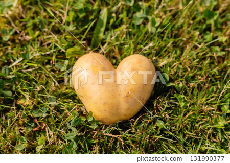 A heart-shaped potato sits on lush green grass, showcasing its playful form. This unusual find highlights the beauty of nature and its surprises during a sunny day outdoors 131990377