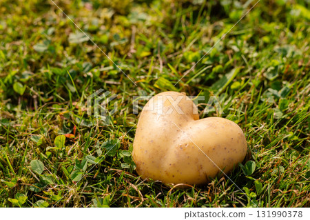 A heart-shaped potato sits on vibrant green grass under bright sunlight. The unique shape adds charm to the everyday scene of nature. A simple yet delightful discovery in the garden A heart-shaped potato sits on vibrant green grass under bright sunlight. The unique shape adds charm to the everyday scene of nature. A simple yet delightful discovery in the garden 131990378