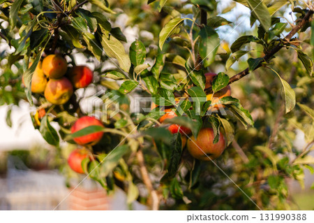 Fresh apples in various shades of red and yellow are clustered on a tree branch. The sunlight creates a warm glow, showcasing the beauty of the orchard in autumn 131990388