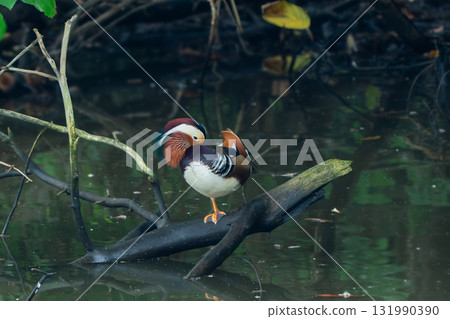 水邊的鴛鴦 131990390