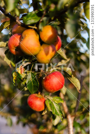 Bright red and yellow apples are growing on branches amidst lush green leaves. The warm sunlight enhances their colors, showing a fruitful autumn in the orchard 131990391