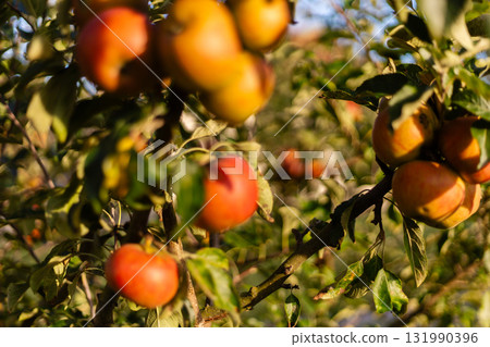 Trees filled with ripe apples are highlighted by bright sunlight in an orchard on a clear autumn day. The scene captures the essence of seasonal fruit gathering with vibrant colors Trees filled with ripe apples are highlighted by bright sunlight in an orchard on a clear autumn day. The scene captures the essence of seasonal fruit gathering with vibrant colors 131990396