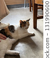 貓 131990600