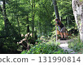 in the forest 131990814