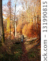 in the forest 131990815