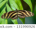Zebra Longwing butterfly Heliconius charithonia with black wings and bright yellow stripes, native 131990926