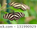 Zebra Longwing butterfly Heliconius charithonia with black wings and bright white stripes, native to 131990929