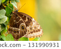 Close-up macro photograph of a Blue Morpho butterfly Morpho peleides resting on a green leaf. The 131990931