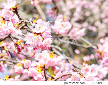 The gorgeous Kawazu cherry blossoms in full bloom signal the arrival of spring 131990938