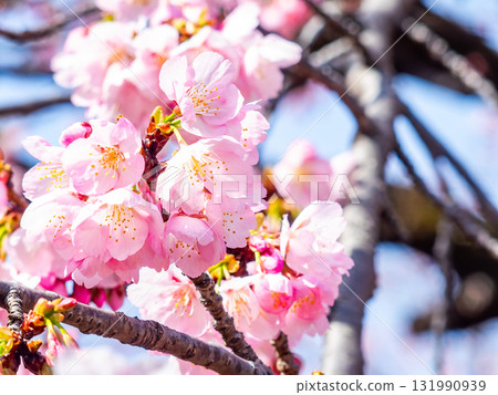 The gorgeous Kawazu cherry blossoms in full bloom signal the arrival of spring 131990939