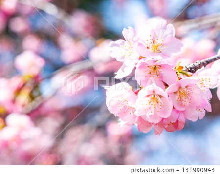 綏爛的河津櫻花盛開，預示著春天的到來 131990943