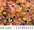 A vibrant orange chrysanthemum with a yellow center. The warm colors evoke autumn. 131991013