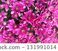 Close-up of vibrant pink chrysanthemum flowers in full bloom 131991014
