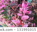 The leaves of the Japanese witch hazel (pink form) are a mixture of pink and reddish purple. They shine in the sunlight. 131991015
