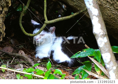 Tashirojima Cat Island Cat Tashirojima Cat Island Cat 131991023