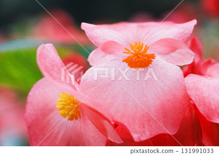 Red flowers of begonia Red flowers of begonia 131991033