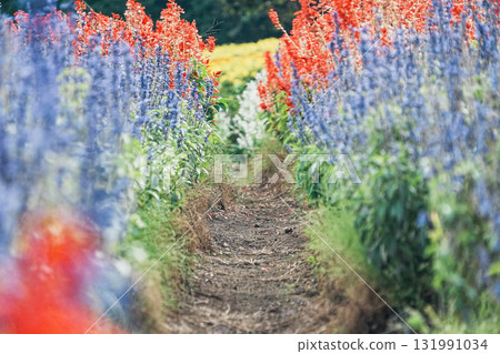 Flower fields and paths 131991034