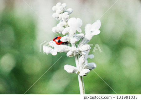 White flowers and ladybugs White flowers and ladybugs 131991035