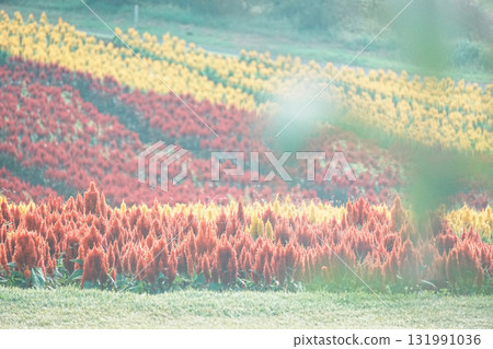 Cateau farm 131991036