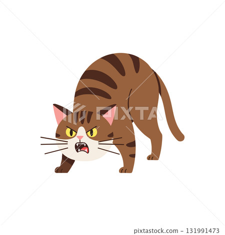 Angry brown tabby cat arched back vector illustration showing aggressive posture 131991473