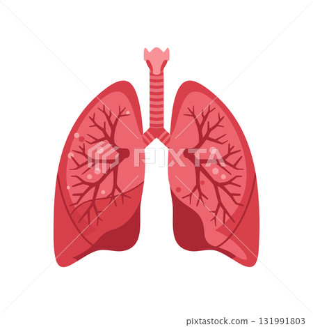Human lungs anatomy vector illustration showing respiratory system organs in red shades 131991803