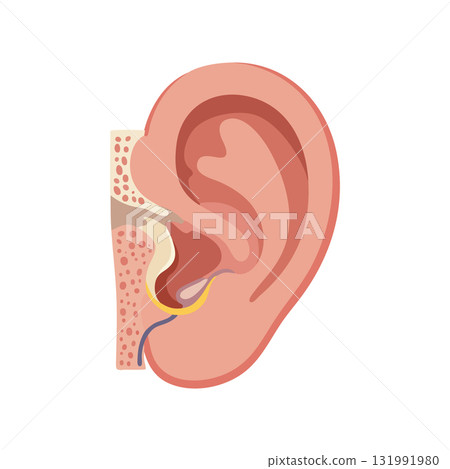 Human Ear Anatomy Vector Illustration with Inner and Outer Ear Details in Flat Style Human Ear Anatomy Vector Illustration with Inner and Outer Ear Details in Flat Style 131991980