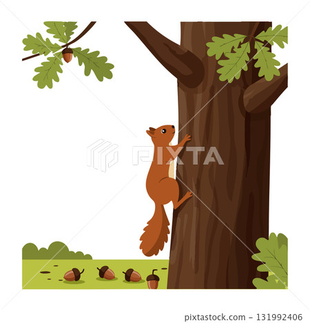 Red squirrel climbing oak tree with acorns on green grass vector illustration Red squirrel climbing oak tree with acorns on green grass vector illustration 131992406