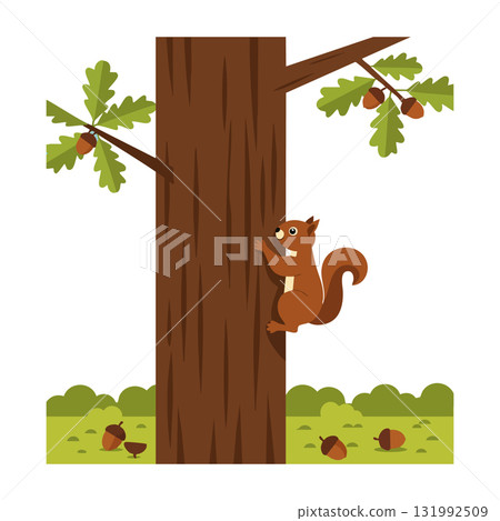 Squirrel climbing oak tree with acorns and green leaves in forest environment vector illustration 131992509