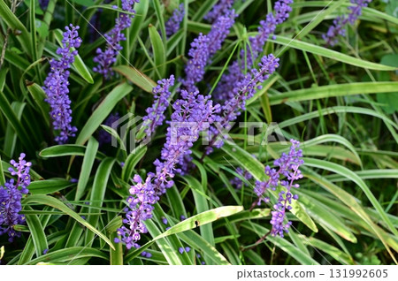 麥冬(天門冬科)多年生植物 麥冬(天門冬科)多年生植物 131992605