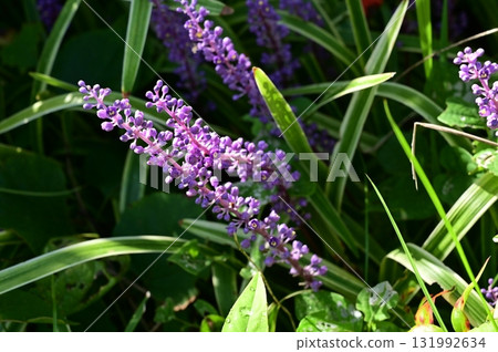 麥冬（天門冬科）多年生植物 131992634
