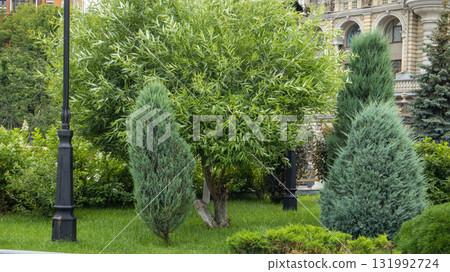Evergreen shrubs and willow on lawn by city facade, landscape garden, horizontal photo 131992724
