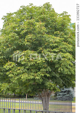 Horse chestnut canopy with green leaves and fruits urban tree, vertical 131992727