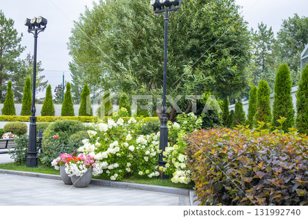 Hydrangea and thuja in a manicured urban garden Hydrangea and thuja in a manicured urban garden 131992740