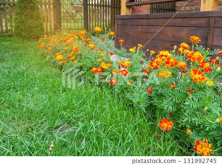 Orange marigolds along a path by a wooden planter in a summer garden Orange marigolds along a path by a wooden planter in a summer garden 131992745