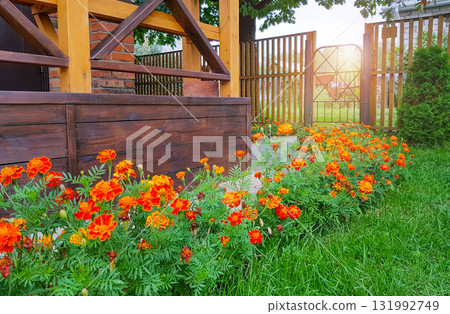 Orange marigolds along a path by a wooden planter in a summer garden Orange marigolds along a path by a wooden planter in a summer garden 131992749