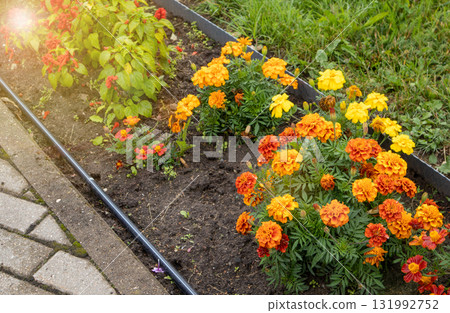 Marigolds in orange and yellow shades in a border flowerbed with sun flare Marigolds in orange and yellow shades in a border flowerbed with sun flare 131992752