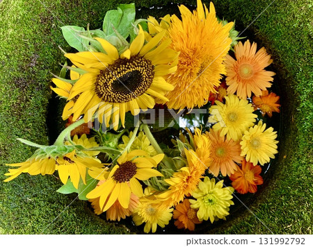 August Flower Water Basin (Sunflowers and Gerberas) at Sugao Shrine in Okazaki, Aichi Prefecture August Flower Water Basin (Sunflowers and Gerberas) at Sugao Shrine in Okazaki, Aichi Prefecture 131992792