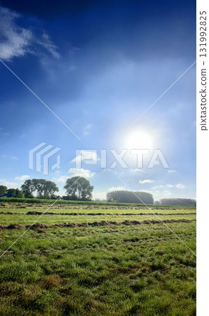 Experience the radiant Sunny Serenity over the lush Green Fields beneath a bright blue sky 131992825